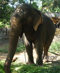 Guruvayur Elephant Sanctuary